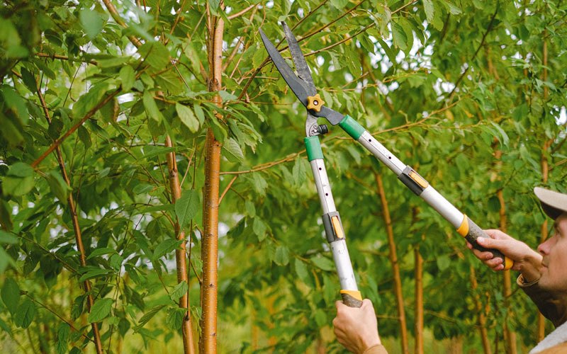Tree trimming in Green Valley Lake, CA