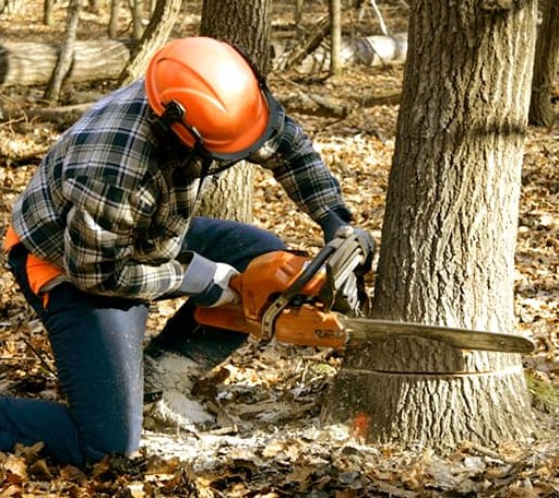 Tree Removal in Green Valley Lake, CA